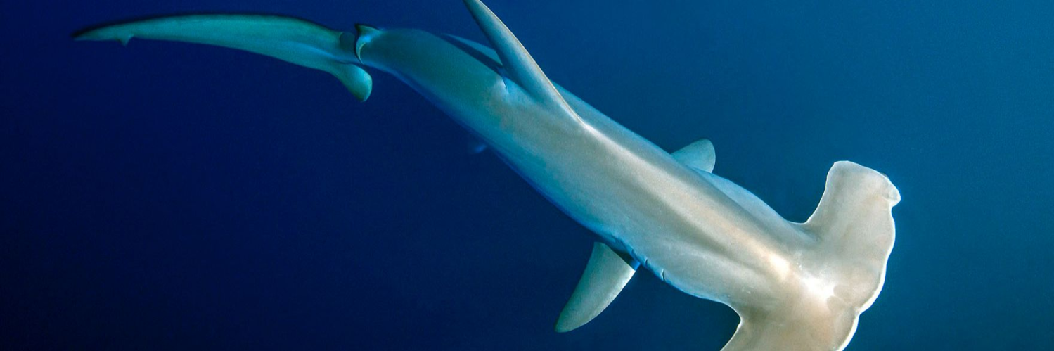 Requin-marteau
