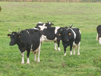 Vaches bretonnes pie noir